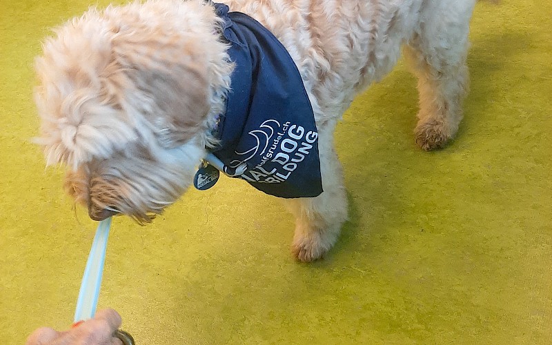 Tierische Begegnungen wirken Wunder